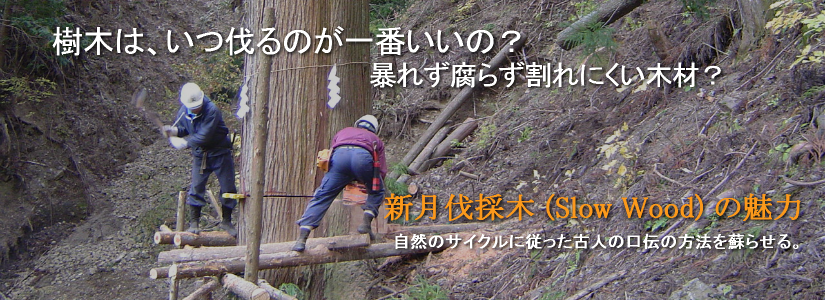 新月伐採木の魅力 自然のサイクルに従った古人の口伝の方法を蘇らせる